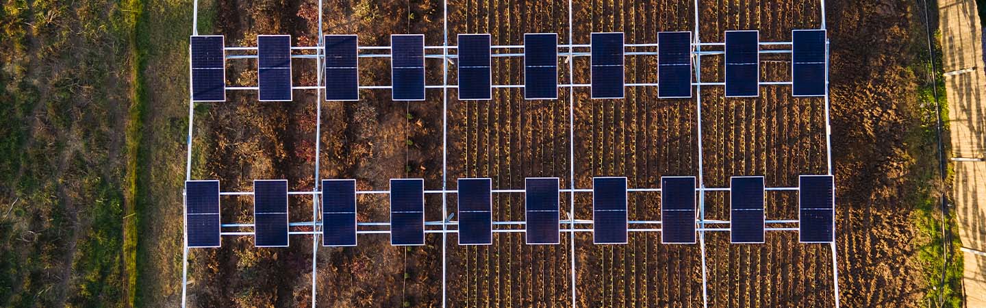 Agrivoltaik Tarım | Enerjisa Üretim