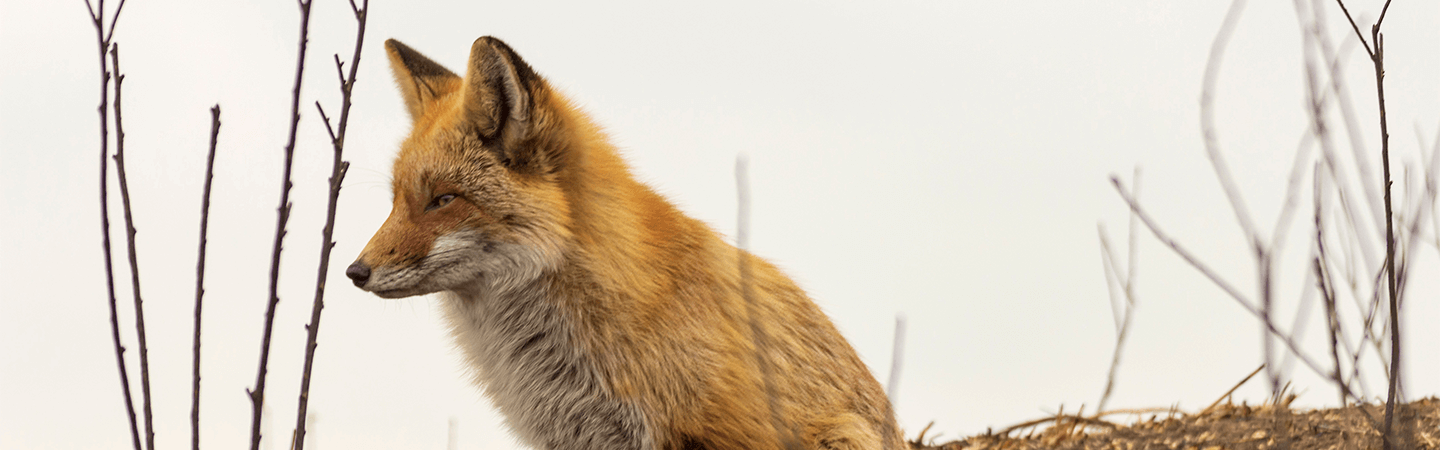 Yaban Hayatı & Tilki | Enerjisa Üretim