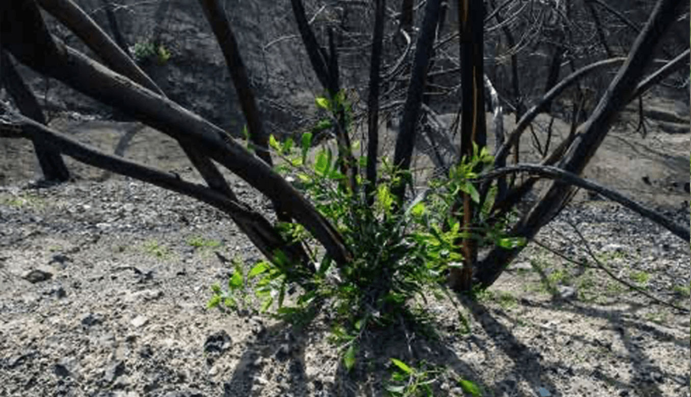 Yangın Sonrasında Bitki Ve Ağaçların Yeşermesini | Enerjisa Üretim