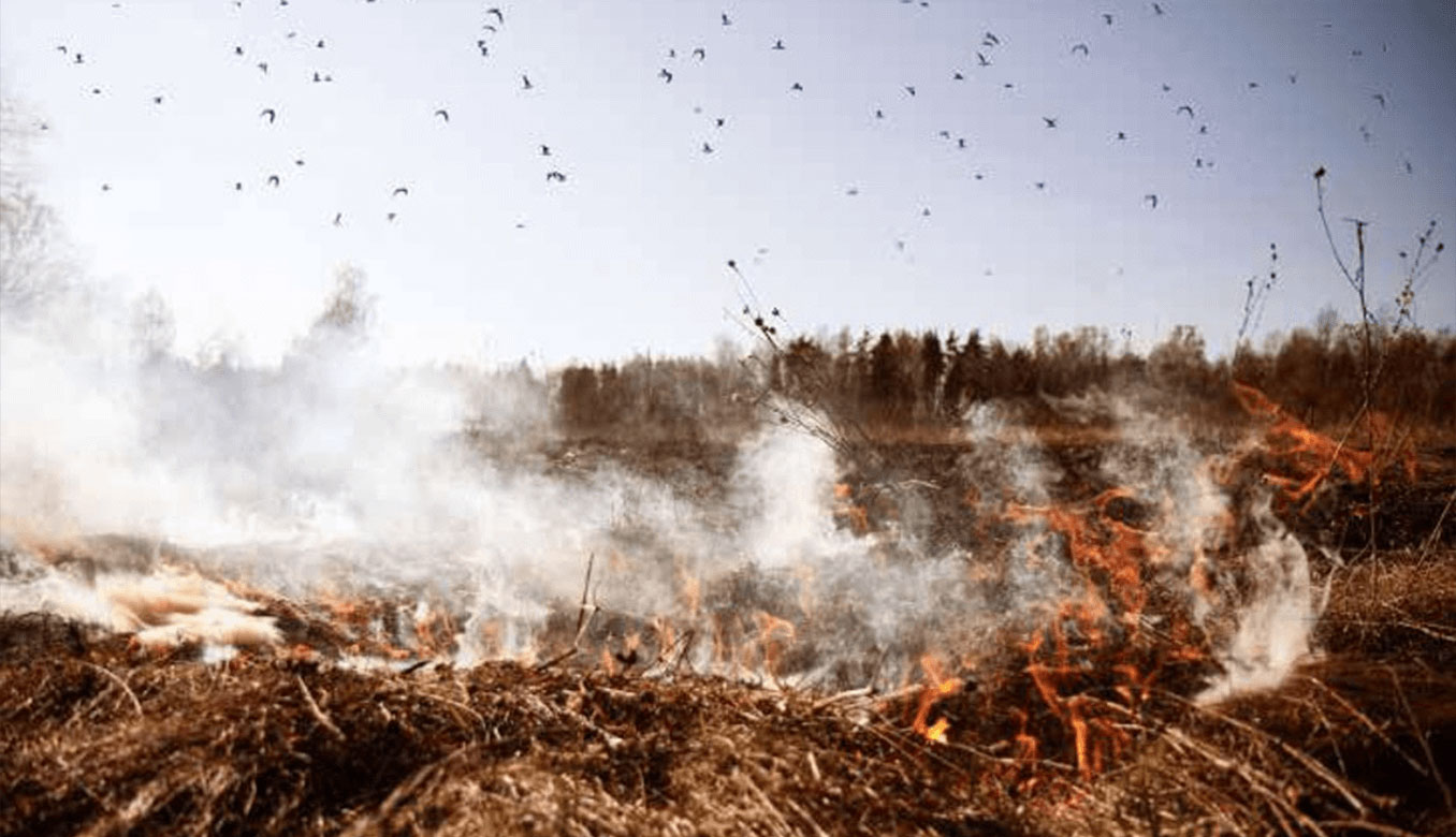 Orman Yangınlarının Kuşlar Üzerindeki Etkileri | Enerjisa Üretim
