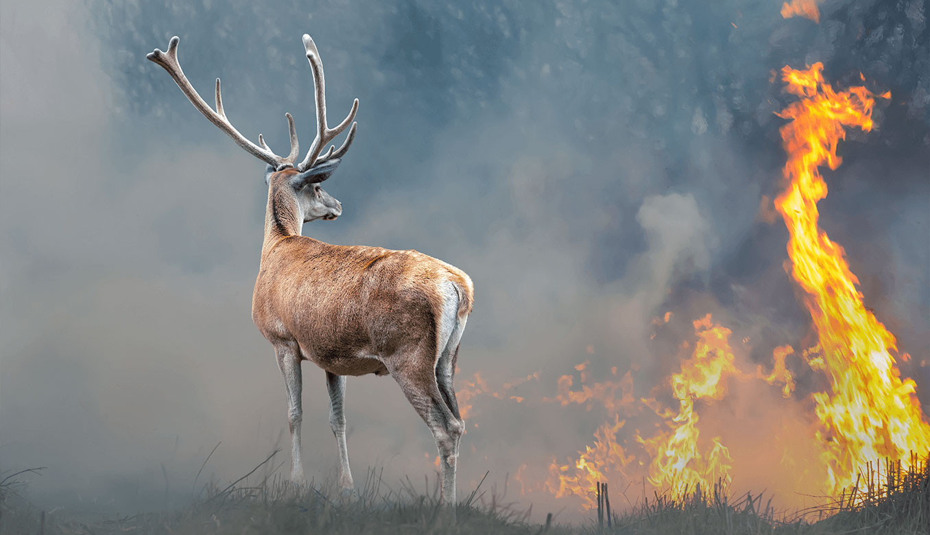 Orman Yangınlarının Bitkiler Ve Hayvanlar Üzerindeki Etkileri